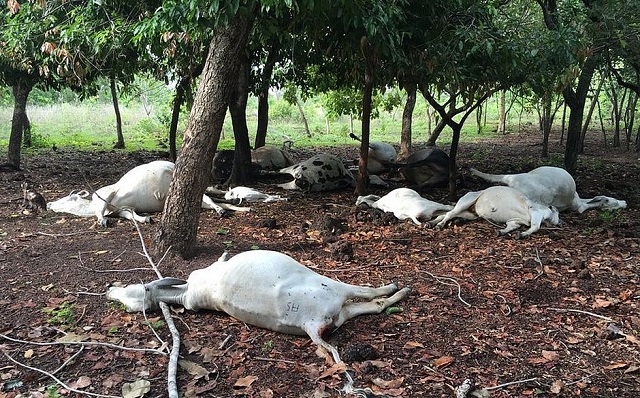 Produtores devem retirar as moitas do pasto, manter o gado nas regiões mais baixas e longe da rede elétrica (Foto: Divulgação/Defesa Civil)