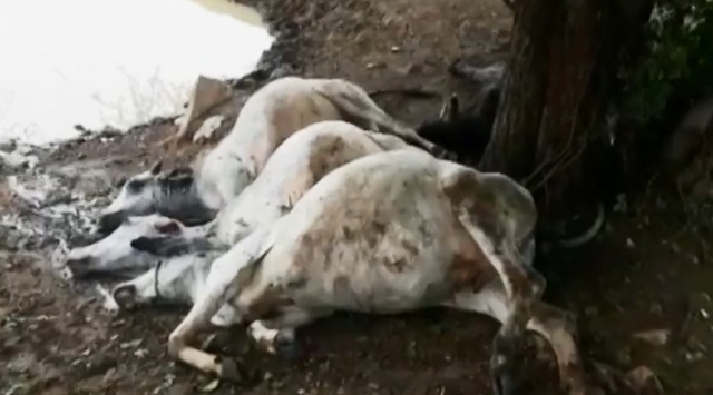 Animais mortos após receber descarga elétrica na zona rural de Botuporã (Foto: Adailton Silva/Reprodução/TV Bahia)