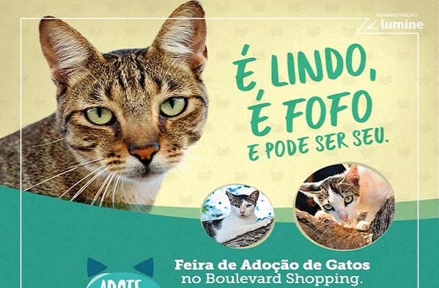 Os animais já estão castrados, vacinados e vermifugados.