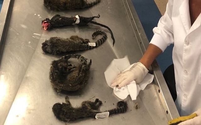 Ao contrário de evitar a propagação da febre amarela, matar macacos pode expor mais os seres humanos à doença (Foto: Vigilância Sanitária do RJ) Ao contrário de evitar a propagação da febre amarela, matar macacos pode expor mais os seres humanos à doença (Foto: Vigilância Sanitária do RJ)