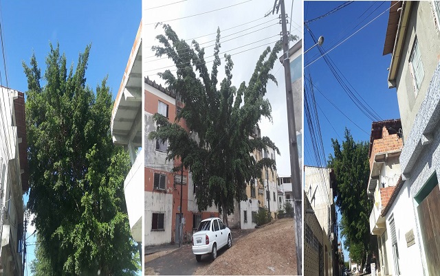 A comunidade da Gleba C solicita em caráter de urgência um socorro da defesa civil para podar essas árvores