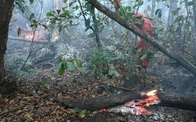 Bombeiros fazem combate a fogo em área de vegetação no Litoral Norte (Foto: Divulgação | Corpo de Bombeiros)