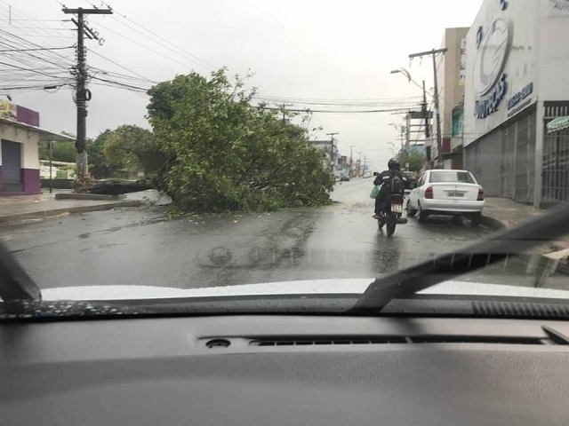 O descaso da prefeitura com a manutenção das árvores da cidade continua causando problemas, risco às pessoas, e prejuízos ao paisagismo do município, como com a queda dessa planta na Avenida Radial A, na madrugada desta quarta-feira, 25 (Foto: Reprodução)
