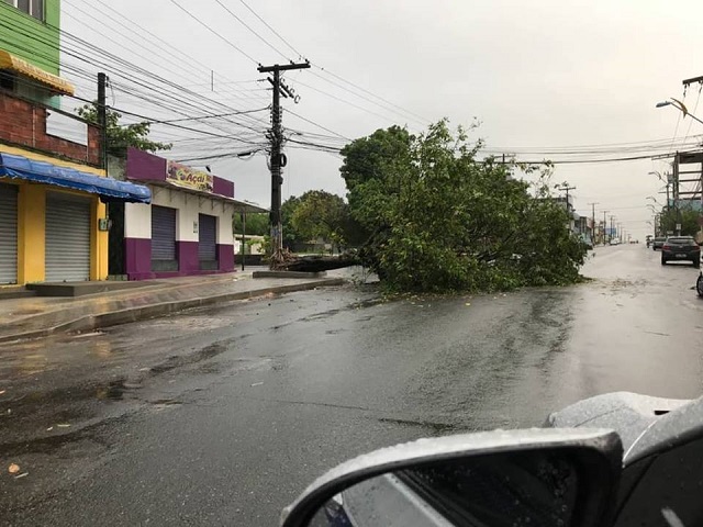 O descaso da prefeitura com a manutenção das árvores da cidade continua causando problemas, risco às pessoas, e prejuízos ao paisagismo do município, como com a queda dessa planta na Avenida Radial A, na madrugada desta quarta-feira, 25 (Foto: Reprodução)