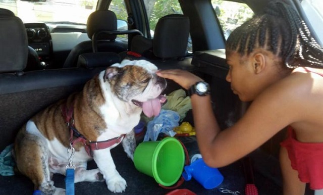 Cachorro da raça bulldog inglês (Foto: Reprodução)