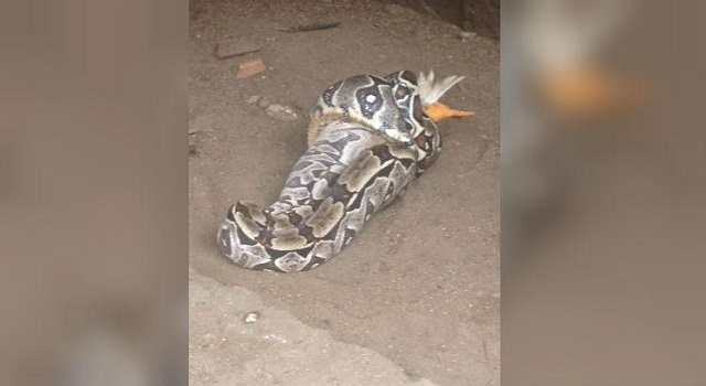 A cobra invadiu o galinheiro, que fica no terreno da casa, e engoliu o pato de estimação (Foto: Reprodução)