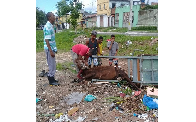 Animal usado para puxar carroça tomba com o excesso de peso e só consegue levantar com ajuda de transeuntes (Foto: Divulgação)