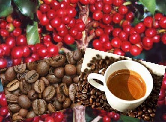 Dia Nacional do Café marca início da colheita em regiões cafeeiras do Brasil