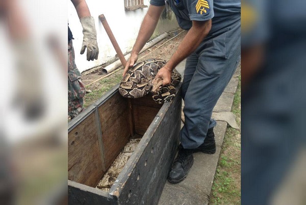 O Cipoma foi acionado para fazer o recolhimento do animal (Foto: Cortesia | Whatsapp)