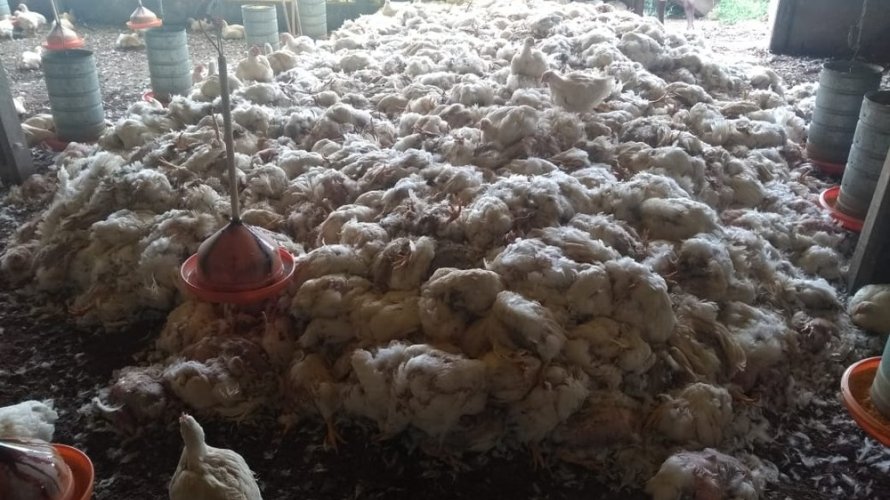 As aves morrem em questão de horas. E, se continuar desse jeito, vai virar caso de saúde pública, porque não vai local onde descartar tantas aves mortas