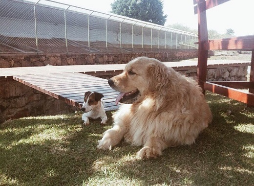 Picoly (à esquerda), que precisou ser resgatado por Marcela Temer, é um dos mascotes da família, ao lado de Thor (à direita) (Foto: Divulgação | Presidência da República)