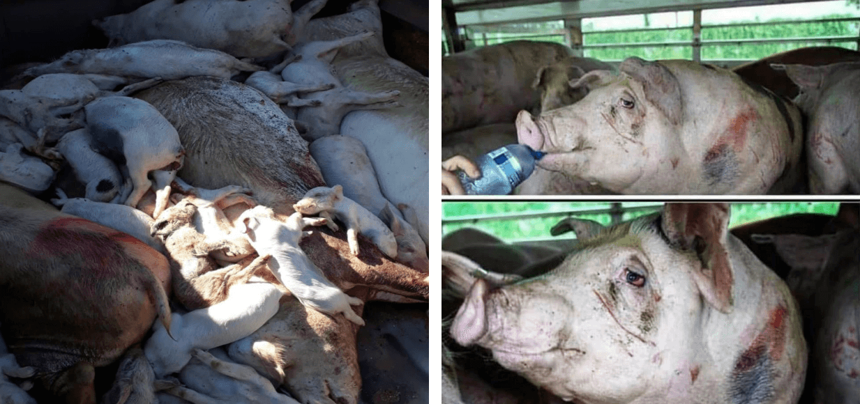 'Aves e suínos em caminhões estão sem comer há mais de 50 horas'; 'Alguns bichos estão morrendo e há um risco elevado de canibalização'; 'Greve dos caminhoneiros faz produtores sacrificarem pintinhos por falta de ração'; 'Não há comida. É melhor sacrificar do que deixar sofrer'. As manchetes acima foram colhidas durante a paralisação dos caminhoneiros, que iniciou em todo o país no final do mês de maio. Mesmo que na data da publicação dessa coluna a paralisação já tenha terminado ou, pelo menos, os caminhões que transportam animais já transitem livremente pelas estradas, as consequências já se fizeram sentir. Não serão abordadas aqui as decisões políticas que há muito priorizaram o transporte rodoviário, deixando o país dependente dos caminhões, nem avaliados os motivos da paralisação dos caminhoneiros. O que será enfocado, nesse momento, apesar de muitas outras implicações – como falta de alimentos, remédios e combustíveis –, é o bem-estar e a vida de milhões de animais atingidos diretamente pelo movimento. O bem-estar dos animais de produção se tornou uma grande preocupação científica e social devido à sua importância e abrangência no mundo todo. Um marco foi a publicação na Inglaterra, em 1964, do livro Animal Machines, da veterinária e jornalista Ruth Harrison. No livro, Harrison mostrou as péssimas condições e os maus-tratos a que os animais de produção eram submetidos. Os britânicos puderam encarar, pela primeira vez, como eram criados os animais que davam origem ao alimento que chegava às suas mesas. Essa obra chocou o público e provocou a criação de um comitê para investigar o assunto, liderado pelo pesquisador Francis Brambell. Em 1965 foram divulgadas as conclusões do relatório, que demonstrava a situação dos animais de criação na Inglaterra: boa parte deles vivia em espaços insuficientes para que pudessem se deitar, virar, esticar os membros ou cuidar de seu próprio corpo de acordo com os hábitos que naturalmente apresentam na natureza. Essas constatações levaram à criação do Farm Animal Welfare Council (FAWC) (Conselho do Bem-estar dos Animais de Fazenda). Em 1979 esse órgão publicou um documento com os princípios que hoje norteiam as boas práticas de bem-estar animal e a legislação relativa ao assunto. Bem-estar animal significa como um animal está lidando com as condições em que vive. Um animal está em bom estado de bem-estar se é saudável, está confortável, bem nutrido, seguro, capaz de expressar seu comportamento inato e se não estiver sofrendo dor, medo e angústia. Um bom bem-estar animal requer prevenção de doenças e tratamento, abrigo apropriado e nutrição, além de manejo e abate sem sofrimentos evitáveis. O Farm Animal Welfare Council instituiu as Cinco Liberdades (Five Freedoms), aceitas até hoje como uma descrição geral de bem-estar animal. De acordo com as cinco liberdades os animais devem estar: 1. Livres de fome, sede e desnutrição: os animais devem ter acesso à água e a alimento adequados para manter sua saúde e vigor. 2. Livres de desconforto: o ambiente em que vivem deve ser apropriado a cada espécie, com condições de abrigo e descanso. 3. Livres de dor, ferimentos e doenças: os responsáveis pela criação devem garantir prevenção, rápido diagnóstico e tratamento aos animais. 4. Livres para expressar seu comportamento: os animais devem ter a liberdade para se comportar naturalmente, o que exige espaço suficiente, instalações adequadas e a companhia da sua própria espécie. 5. Livres de medo e estresse: o sofrimento psicológico também precisa ser evitado. Os animais não devem ser submetidos a condições que os levem a sentir medo ou estresse, por exemplo. Fica evidente, diante das condições às quais muitos animais estão submetidos em decorrência da paralisação dos caminhoneiros, que não são respeitadas as Cinco Liberdades citadas acima. Tanto aqueles trancados por dias dentro das carrocerias, nas rodovias, como os que estão nas fazendas ou granjas sofrem os efeitos da paralisação. Segundo notícias, caminhões carregados com aves, bovinos e suínos estão parados nos bloqueios dos caminhoneiros em todas as regiões do país, com os animais enfrentando situações de fome, sede, sofrimento físico e estresse. A Associação Brasileira de Proteína Animal (ABPA) alerta que há casos de animais que ficaram sem alimentação por mais de 50 horas e que cerca de um bilhão de aves e 20 milhões de suínos podem morrer devido à falta de ração. A entidade pede que o movimento dos caminhoneiros cumpra a promessa de liberar o transporte de animais e rações em todos os bloqueios. No dia 25 de maio, a entidade assim se manifestou: Caminhões com carga viva não são autorizados a transitar. A situação mais grave está no trânsito de ração, que está sendo impedido. A ativista pela causa dos animais, Luisa Mell, publicou um pedido no seu Instagram para que os caminhoneiros parados nas estradas alimentem os animais que estão presos nos caminhões de carga. Conclui-se, portanto, que não basta estarem destinados ao abate. O sofrimento já lhes é imposto bem antes. Além disso, com o racionamento de ração em função dos protestos nas rodovias, os animais das indústrias de frango e suínos devem ser sacrificados antes do período de abate (abate sanitário). As empresas não estão conseguindo levar alimento aos animais, que já começam a morrer e praticar canibalismo. Cerca de 10 mil galinhas vivas foram distribuídas à população em Vitória, Espírito Santo, na tarde de sábado (26/5), devido à falta de ração ocasionada pela paralisação dos caminhoneiros. Outra empresa, de produção de ovos, localizada no interior do Rio Grande do Sul, até o fechamento desta coluna estava distribuindo 150 mil animais para a população em geral por não ter condições de alimentá-los pelo mesmo motivo. https://www.youtube.com/watch?v=BJbvv0AUexs Cabe salientar que a imagem abaixo não é referente à paralisação dos caminhoneiros. Mas é geralmente esse o estado dos animais transportados para o abate. Machucados, sofrendo no transporte até chegar ao abatedouro, numa clara violação aos princípios de bem-estar.