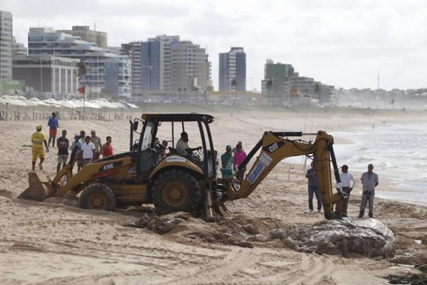 Animal parou próximo às rochas da praia e exala mau cheiro (Foto: Raul Spinassé | Ag. A TARDE)