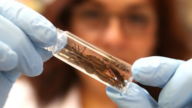 A contaminação ocorre de maneiras variadas. A principal delas é por meio do inseto barbeiro, cientificamente chamado Triatoma Infestans (Foto: Reprodução)