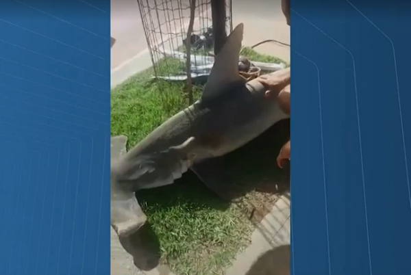Tubarão martelo foi morto por mergulhadores (Foto: Reproduçãon| TV Bahia)