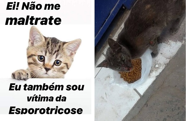Campanha de conscientização realizada pelo GAPAR alertando a população que o animal também é uma vítima (Foto: Montagem | Redação CFF) Campanha de conscientização realizada pelo GAPAR alertando a população que o animal também é uma vítima (Foto: Montagem | Redação CFF)
