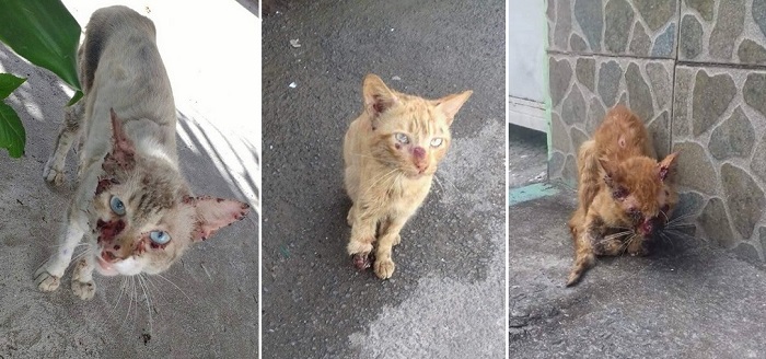 Animais em situação de rua sofrendo com a doença no Município (Foto: Montagem | Redação CFF) Animais em situação de rua sofrendo com a doença no Município (Foto: Montagem | Redação CFF)