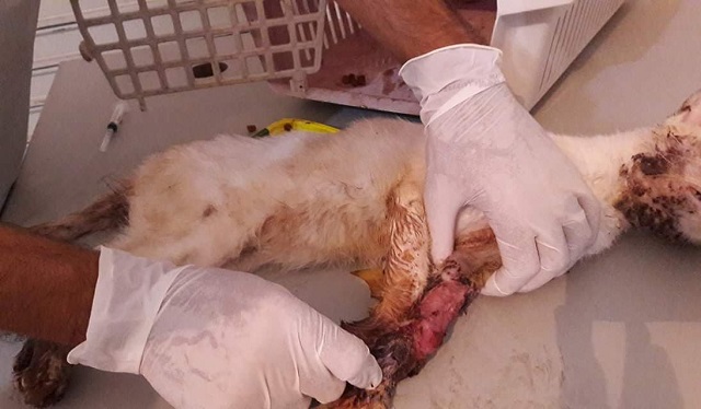 Animal precisou ser eutanasiado devido ao estágio da doença; o fungo Sporothrix schenckii que causa a Esporotricose é capaz de acometer músculos, cartilagens, ossos e orgãos (Foto: Redação CFF) Animal precisou ser eutanasiado devido ao estágio da doença; o fungo Sporothrix schenckii que causa a Esporotricose é capaz de acometer músculos, cartilagens, ossos e orgãos (Foto: Redação CFF)