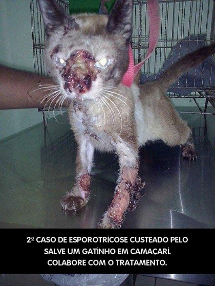 Projeto 'Salve um Gatinho' criado por protetores da causa animal, na cidade, custearam o tratamento de gato com a doença (Foto: Redação CFF)