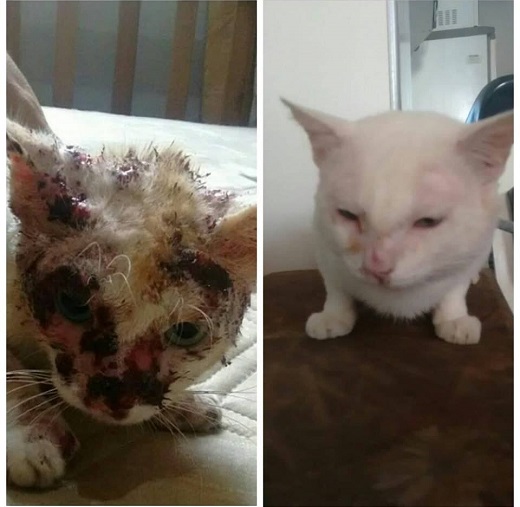 Antes e depois de um gato com esporotricose; melhora do animal e visível após o tratamento (Foto: Montagem | Redação CFF) Antes e depois de um gato com esporotricose; melhora do animal e visível após o tratamento (Foto: Montagem | Redação CFF)