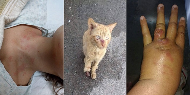 Pessoas e animais acometidas pela Esporotricose, também conhecida como 'Doença da Roseira', que vem assolando Camaçari (Foto: Montagem | Redação CFF)