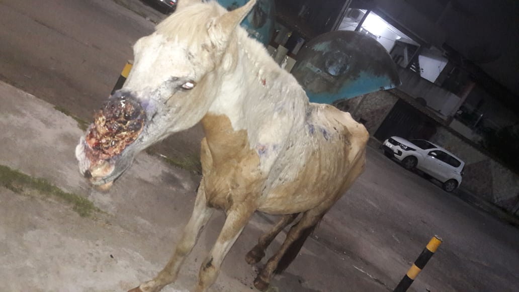 Animal sofre há dois meses com a ferida terrível, sem que ninguém, do goveno, se condoesse Animal sofre há dois meses com a ferida terrível, sem que ninguém, do goveno, se condoesse