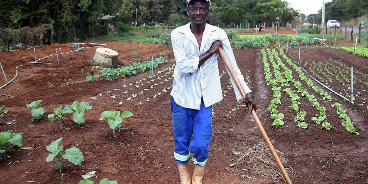 Alimentos produzidos no Quilombo Mesquita ajudaram a alimentar primeiras levas de operários de Brasília / Agência Brasil Alimentos produzidos no Quilombo Mesquita ajudaram a alimentar primeiras levas de operários de Brasília / Agência Brasil