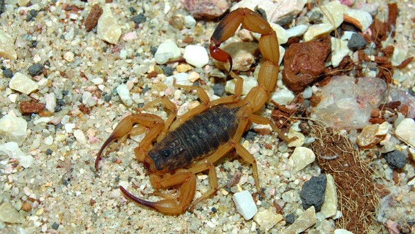 Escorpiões como o Tityus serrulatus colocam em risco sobretudo a vida de crianças menores de sete anos e idosos (Foto: Letícia Delphino/Instituto Butantan)