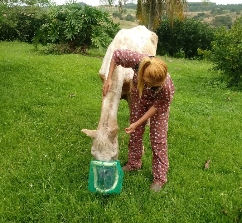 Zumira desenvolveu uma máscara com uma tela para evitar que incetos pousassem e transmitissem novos parasitas no ferimento do animal Zumira desenvolveu uma máscara com uma tela para evitar que incetos pousassem e transmitissem novos parasitas no ferimento do animal