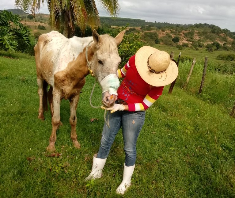 Apolítica, quando o assunto são seu bichos, ao ser perguntada se queria que fosse feito algum apelo por ajuda, Zulmira foi enfática: 'De jeito nenhum'. Apolítica, quando o assunto são seu bichos, ao ser perguntada se queria que fosse feito algum apelo por ajuda, Zulmira foi enfática: 'De jeito nenhum'.