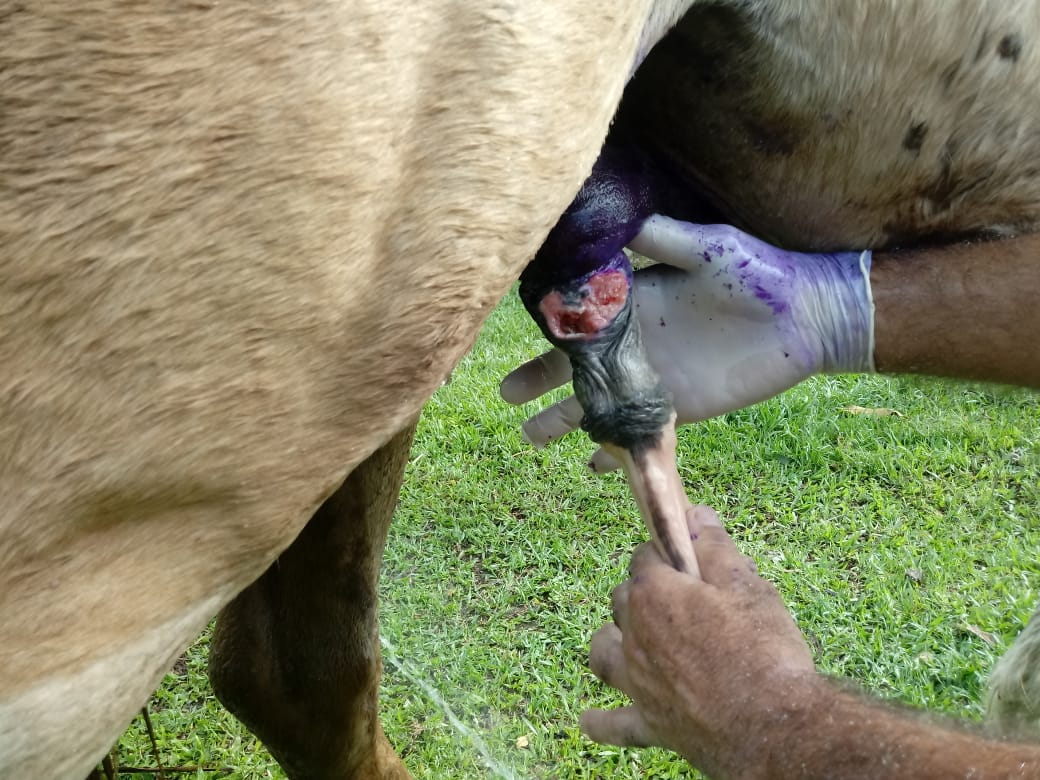 O animal estava com o penis apodrecendo cheio de bicho O animal estava com o penis apodrecendo cheio de bicho