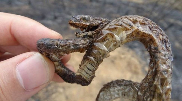 Um filhote de cobra carbonizado por um incêndio florestal (Foto: Izar Aximoff)