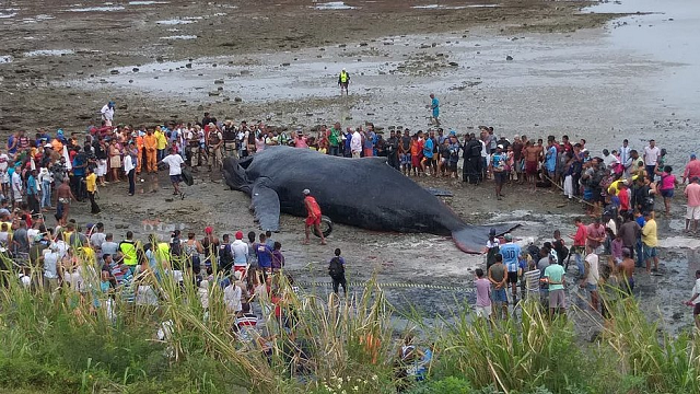 A baleia, que morreu cerca de três horas depois de ficar presa às pedras, é a décima a encalhar no litoral baiano em 2019 (Foto: Mauro Akin Nassor | CORREIO)