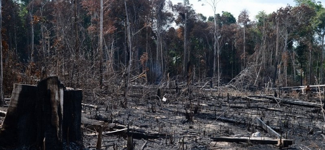 O conjunto de crimes vai muito além do ambiental e envolve e ganhos milionários (Foto: Arquivo | Agência Brasil)