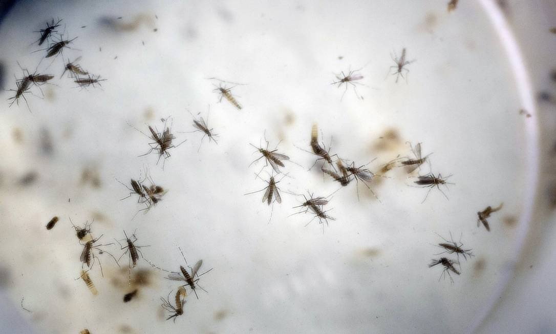 Estudo da UFRJ com repercussão mundial mostra que o vírus afeta áreas associadas à memória e aos movimentos - Aedes aegypti Foto: Ricardo Mazalan / AP