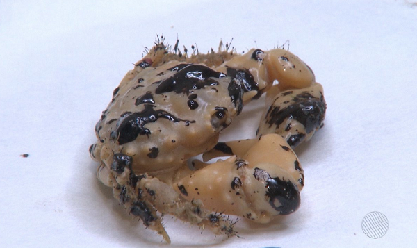 Pesquisadores da Ufba encontram óleo em aparelhos digestivos e respiratórios de peixes e mariscos (Foto : Reprodução | TV Bahia)