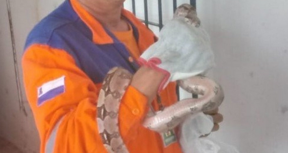 A cobra tinha cerca de um metro (Foto: Reprodução)
