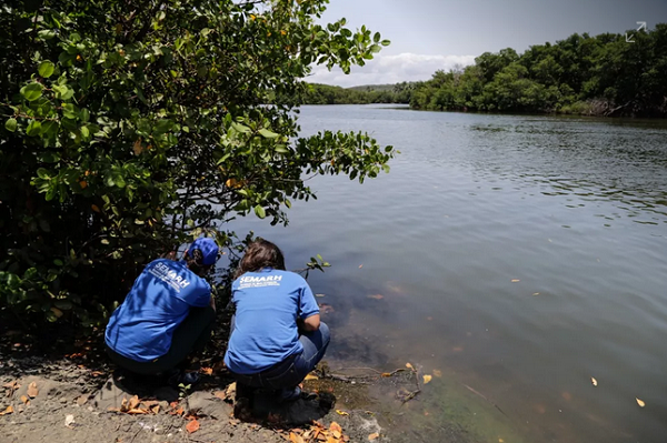 Manchas de óleo atingem Rio Joanes, em Lauro de Freitas (Foto: Secom Lauro de Freitas)