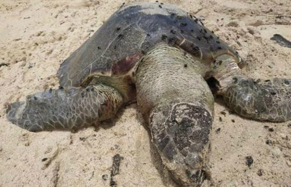 Tartarugas foram encontradas com manchas de óleo no corpo (Foto: Maurício Cardim | Projeto Tamar)