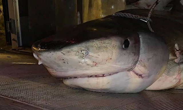 Se confirmado o ataque como causa da morte do turista britânico, será o 12ª óbito provocado por tubarões no arquipélago apenas nesta década (Foto: Reprodução)