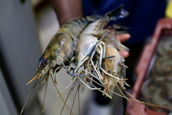 Para especialista, declaração de que frutos do mar do litoral nordestino podem ser consumidos carece de detalhes (Foto: Uendel Galter)