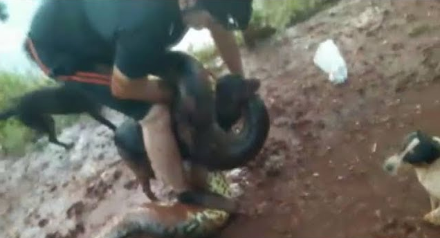 A cobra de 5 metros havia atacado o cachorro pelo pescoço (Foto: Reprodução)