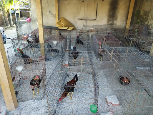 Cinquenta galos foram apreendidos no local (Foto: Polícia Militar |  Divulgação) 