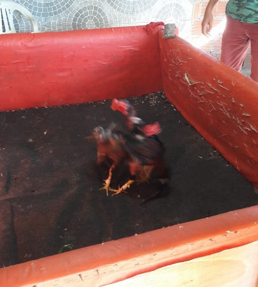 Alguns galos foram encontrados pela PM em uma espécie de ringue montado para eles brigarem (Foto: Polícia Militar | Divulgação)