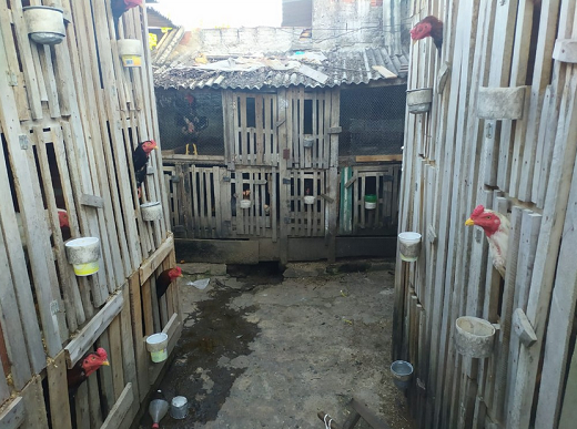 Galos encontrados presos no local onde foi feita a apreensão (Foto: Polícia Militar | Divulgação) 