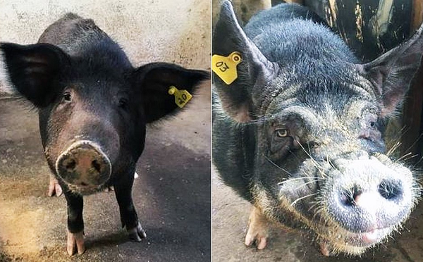 A promotoria reforçou que os javaporcos mantidos em cativeiro eram domesticados e sadios (Foto: Reprodução)