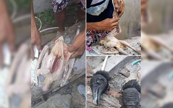 A carne do animal não é recomendável, pois ave é necrófaga – se alimenta de animais mortos (Foto: Reprodução)