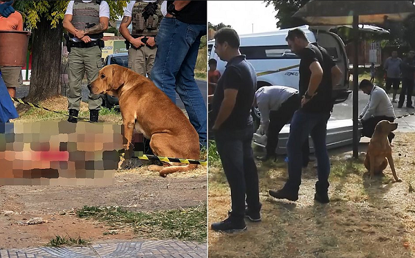 Scooby permaneceu sentado ao lado do amigo durante todo o trabalho da polícia e da funerária (Foto: Reprodução | Sentinela 24h e A Plateia)