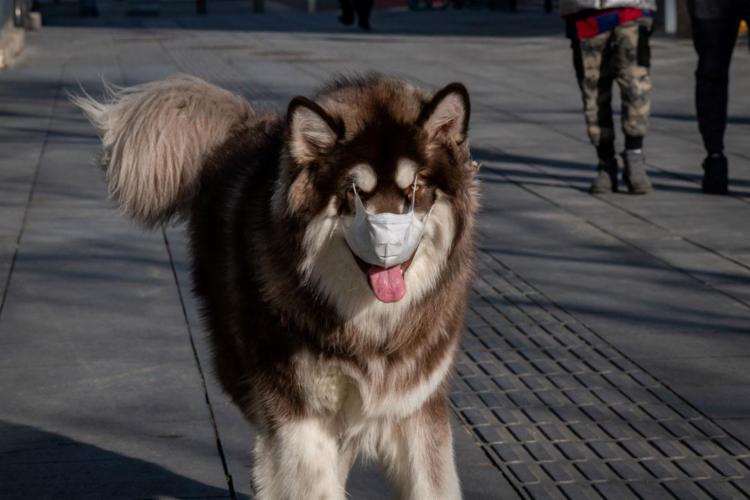 Ainda não há confirmação de transmissão do vírus por animais - Foto: Nicolas Asfouri/AFP