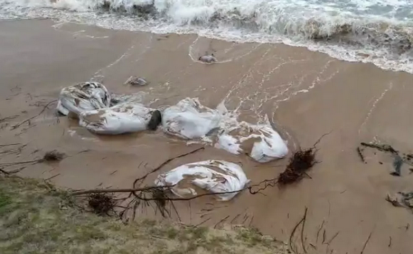 Óleo retirado de praia em Camaçari é arrastado pela maré de volta à água (Foto: Guardiões do Litoral)
